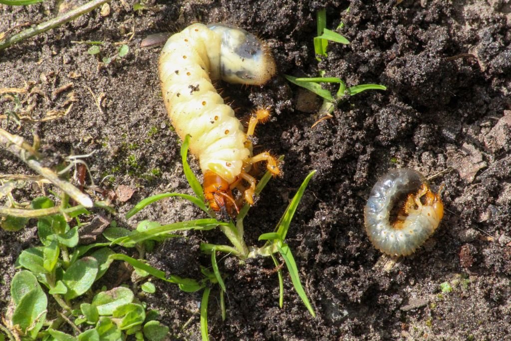Two worms are positioned side by side on the ground, showcasing their elongated bodies in a natural setting.
