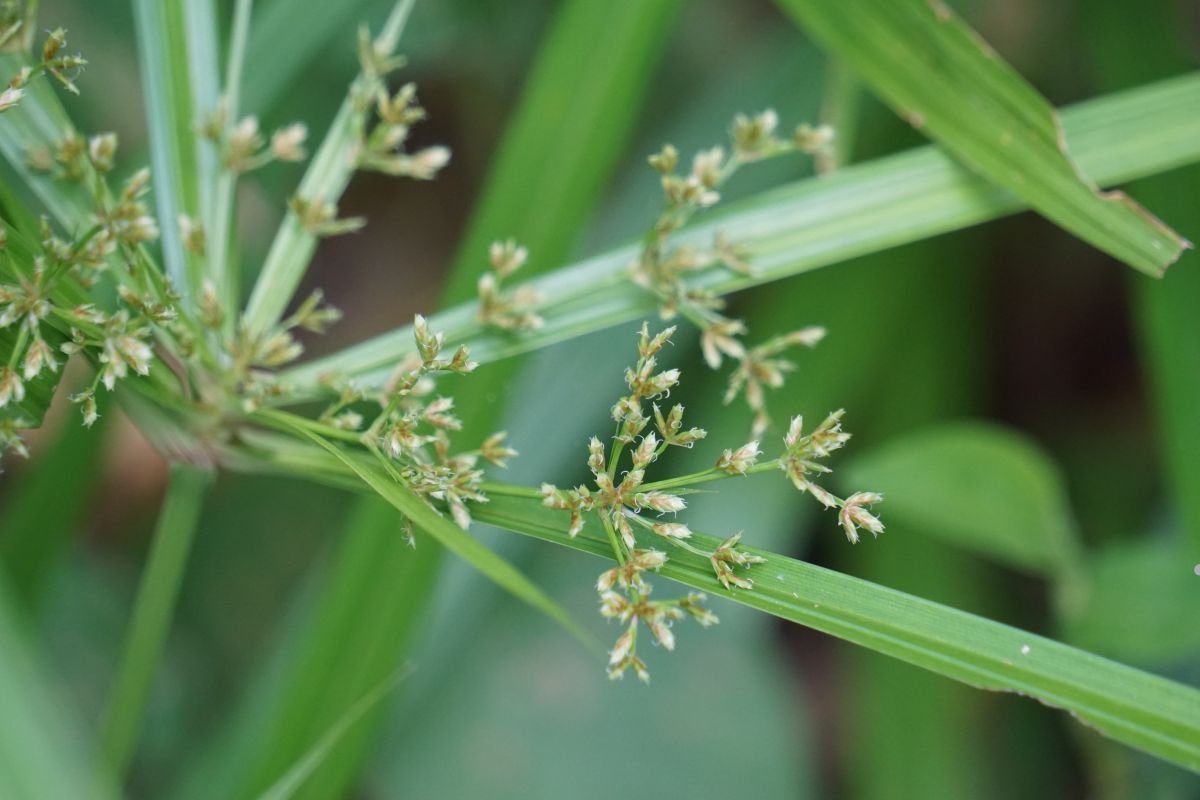 A close-up view of a plant featuring delicate small flowers, showcasing intricate details and vibrant colors.