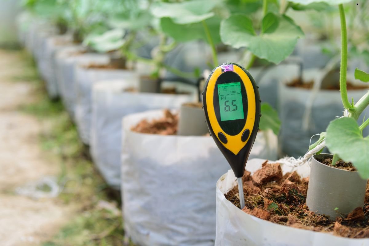 A digital pH meter displays a reading of 6.5 among potted plants in a greenhouse, highlighting soil health monitoring.