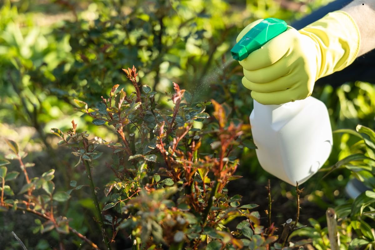 A person wearing yellow gloves sprays a plant with a white spray bottle, tending to the garden in bright sunlight.