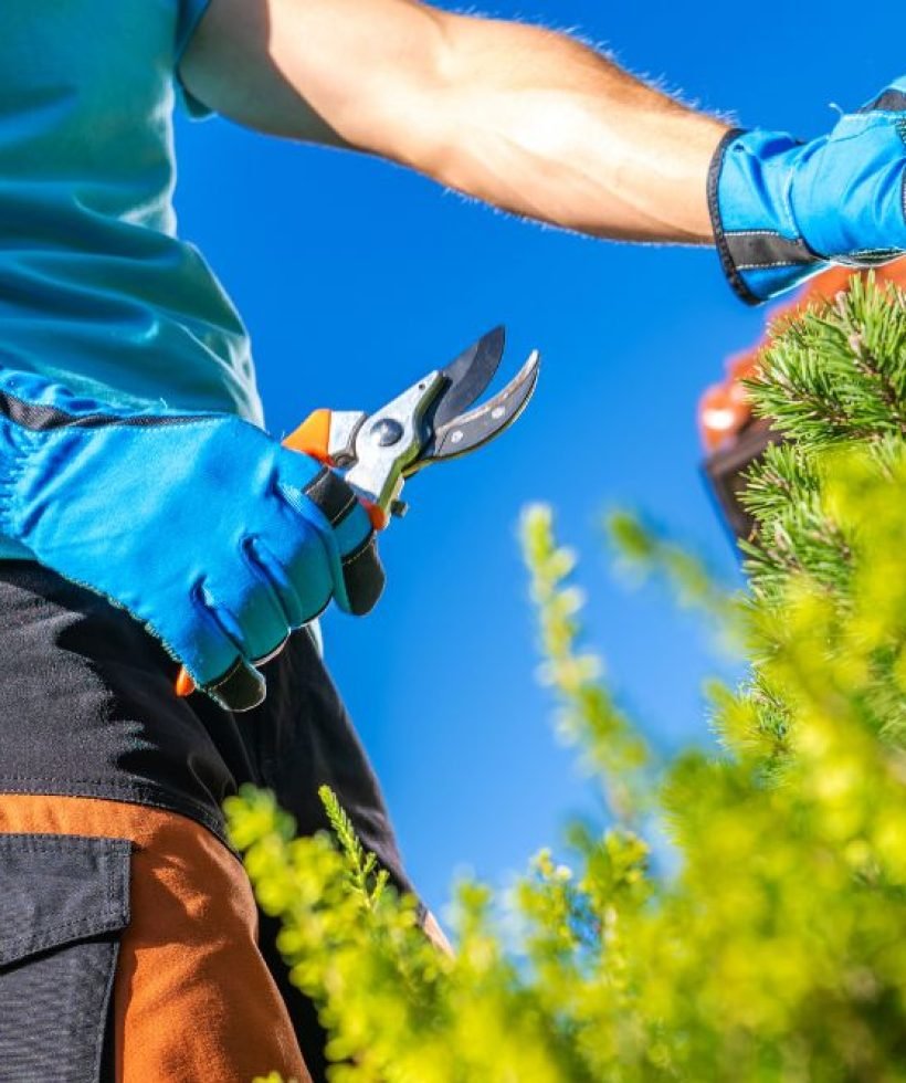 A man in gloves is pruning a tree, using shears to trim the branches for better growth and shape.
